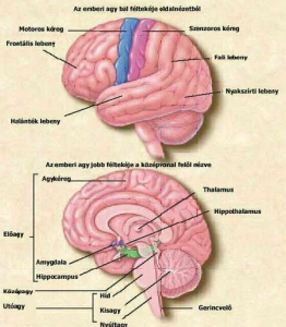 Forrás: Magyar Virtuális Encilkopédia